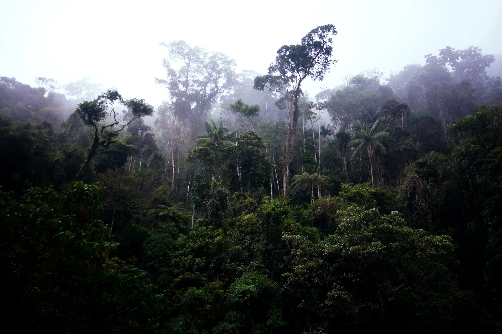 The dense Atlantic Forest (Mata Atlântica) of the Serra do Mar