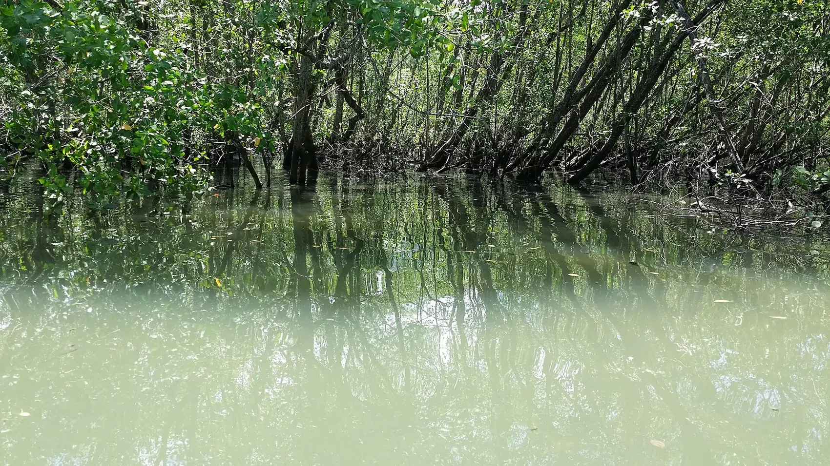 Mangrove trees over still water in the Saco do Mamanguá. The Bloco da Lama's mud comes from the mangrove at Jabaquara beach.